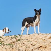 Chien de Canaan avec une chèvre