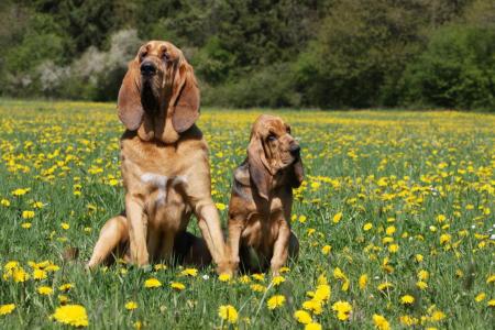 Chien de saint hubert avec son petit