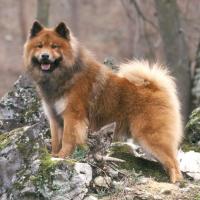 Chien Eurasier en forêt debout sur un rocher