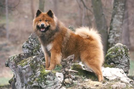 Chien eurasier en foret debout sur un rocher