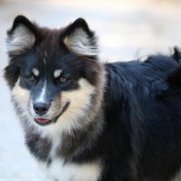 Chien Finnois de Laponie noir et beige