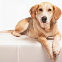 Chien Foxhound couché sur un fauteuil