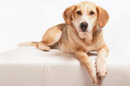 Chien foxhound couche sur un fauteuil