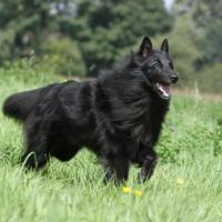 Chien groenendael qui court sur l'herbe