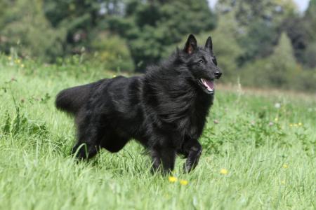 Chien groenendael qui court sur l herbe