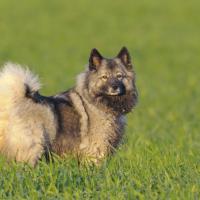 Chien Keeshond dans un champs