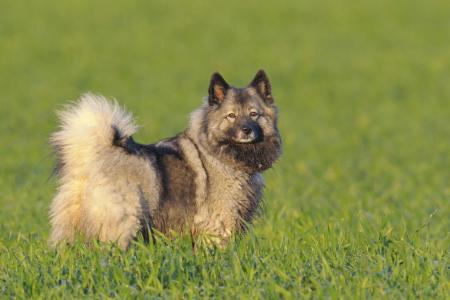 Chien keeshond dans un champs