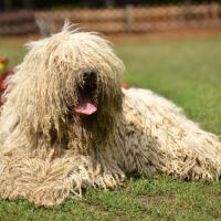 Chien Komondor assis devant un parterre de fleurs