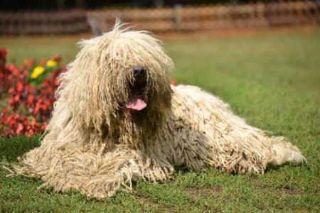 Chien komondor assis devant un parterre de fleurs