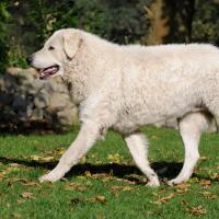 Chien Kuvasz qui marche dans le jardin