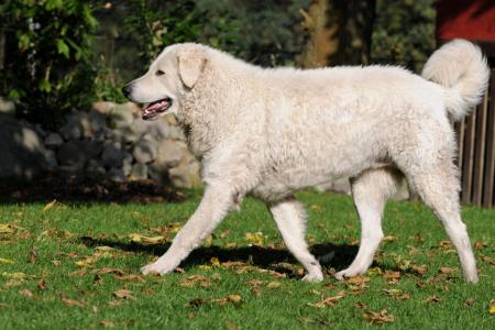 Chien kuvasz qui marche dans le jardin