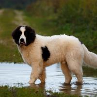 Chien Landseer adolescent