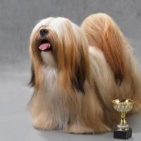 Chien Lhasa Apso avec sa coupe