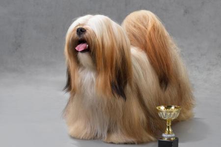 Chien lhasa apso avec sa coupe