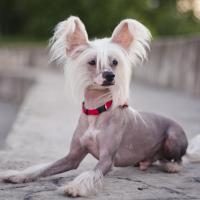 Chien nu de Chine couché sur une marche