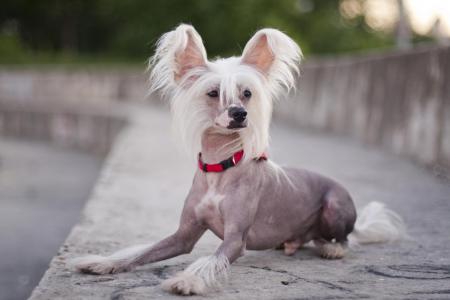 Chien nu de chine couche sur une marche