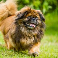 Chien pékinois qui trottine sur l'herbe