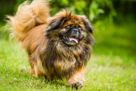 Chien pekinois qui trottine sur l herbe