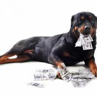 Chien Rottweiler avec des billets