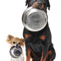 Chien Rottweiler avec son copain Chihuahua qui tiennent leur gamelle