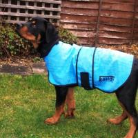 Chien Rottweiler avec un manteau rafraîchissant