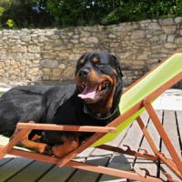 Chien Rottweiler se prélassant sur son transat