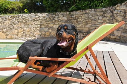 Tout Savoir Sur Le Rottweiler Tout Savoir Sur Le Rottweiler