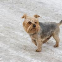 Chien Terrier de Norfolk sur la glace