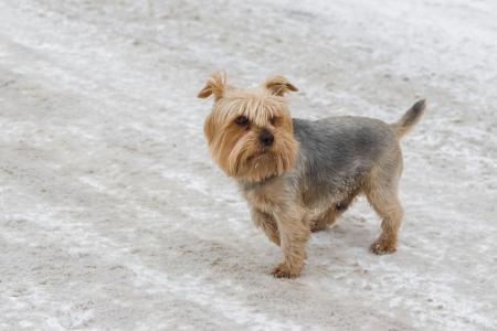 Chien terrier de norfolk sur la glace