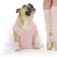 Chienne Bouledog Anglaise, danseuse étoile