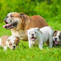 Chienne Bouledogue Anglais avec ses petits