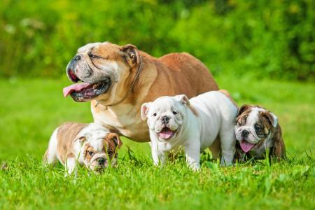 Chienne bouledogue anglais avec ses petits