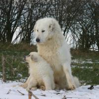 Chienne Patou avec son petit assis sur la neige