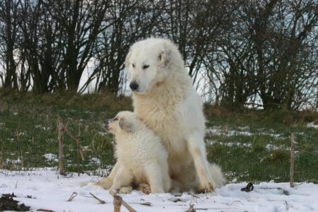 Chienne patou avec son petit assis sur la neige