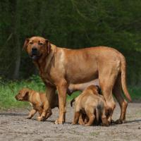 Chienne Tosa avec ses petits