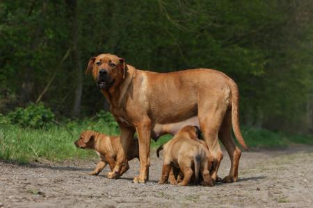 Chienne tosa avec ses petits