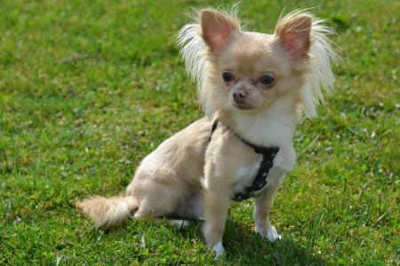 Chihuahua couleur creme assis dans l herbe