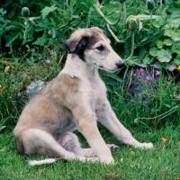 Chiot Barzoï assis dans un jardin