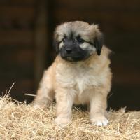 Chiot Berger des Pyrénées assis sur de la paille