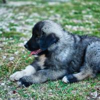 Chiot Berger du Caucase