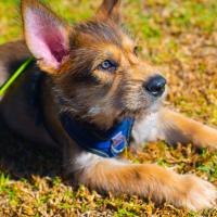 Chiot Berger Picard