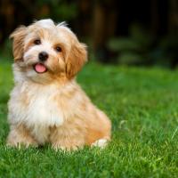 Chiot Bichon Havanais