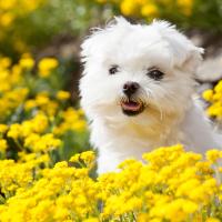Chiot Bichon Maltais entouré de fleurs