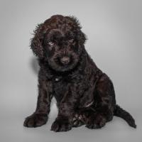 Chiot Black Russian Terrier