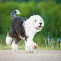 Chiot Bobtail qui court