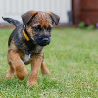 Chiot Border Terrier