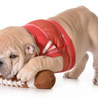 Chiot Bouledog Anglais avec son ballon de rugby