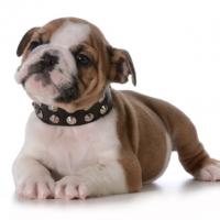 Chiot Bouledog Anglais avec son collier noir