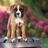 Chiot Boxer debout sur sa palette