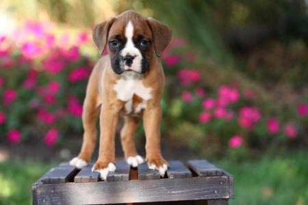 Chiot boxer debout sur sa palette